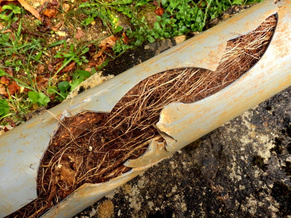 roots breaking sewer lines